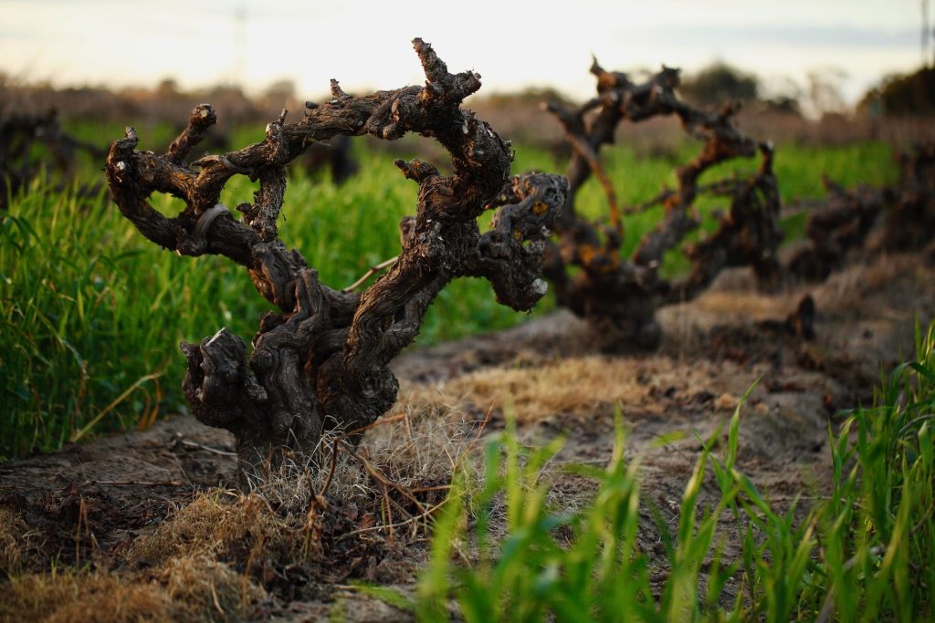 Cirillo Estate Wines - Grenache