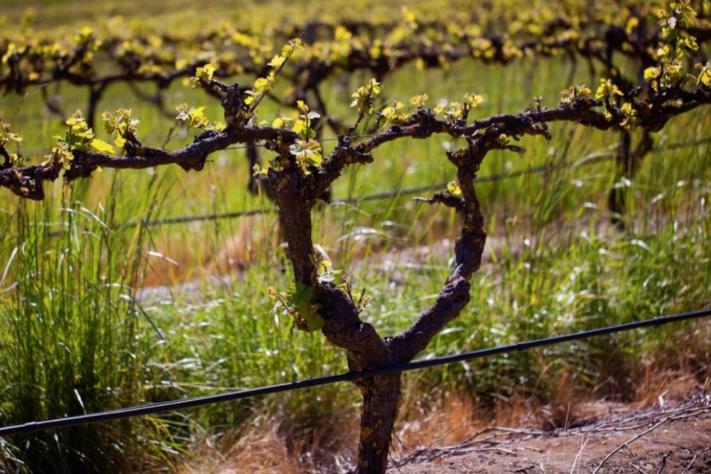 Pewsey Vale - The Contours Riesling