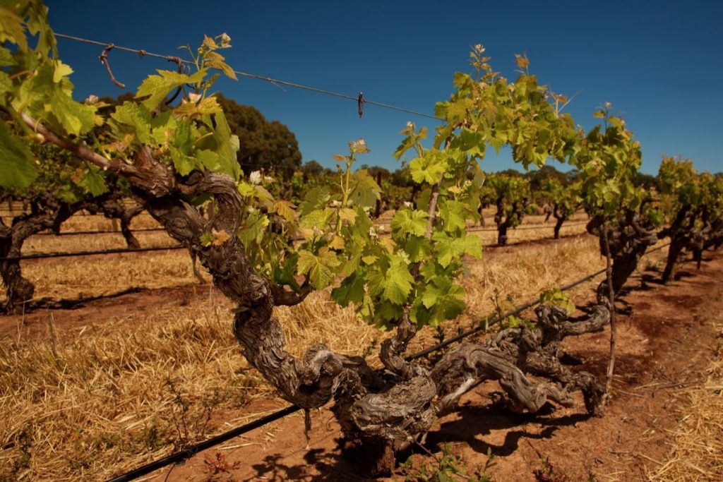 The Willows Vineyard - Old Vine Semillon - 1