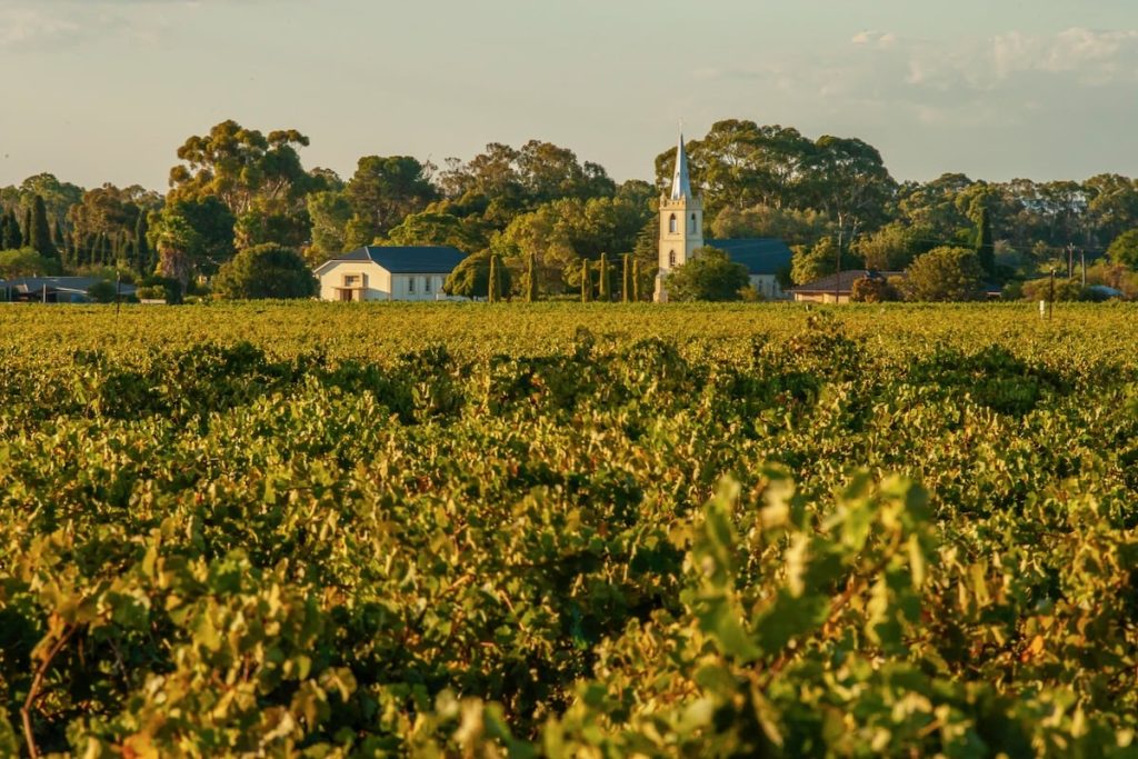 Yalumba - Steeple Vineyard