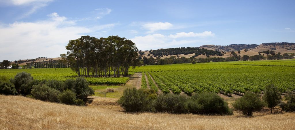 Barossa Grounds Project - Southern Gounds - 1