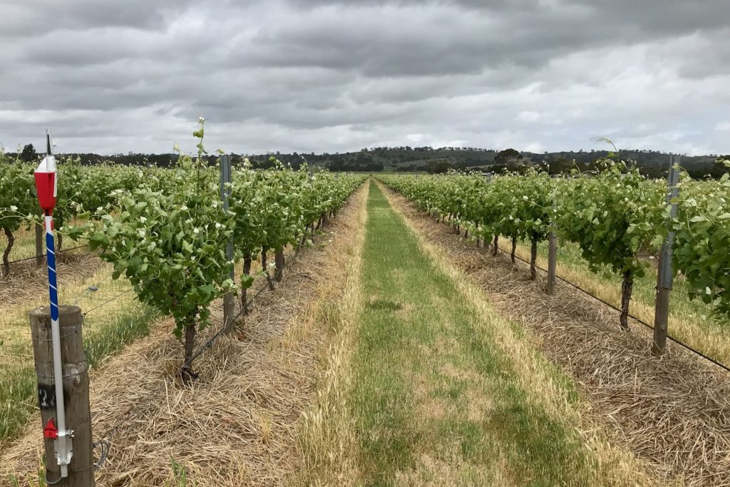 Rosenvale - Demo Vineyard