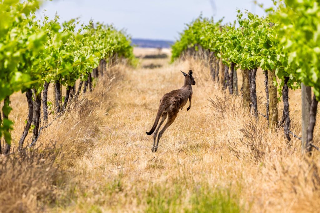 Wildlife for Wine - Krondorf vineyards with Kangaroo, Barossa, Australia